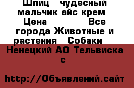 Шпиц - чудесный мальчик айс-крем › Цена ­ 20 000 - Все города Животные и растения » Собаки   . Ненецкий АО,Тельвиска с.